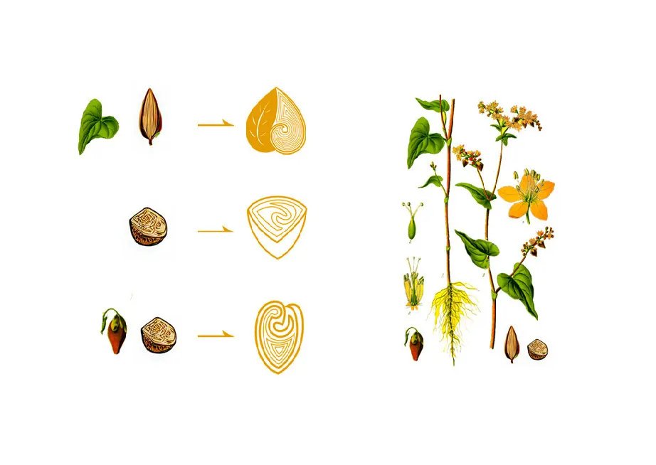 HTFOODIE Tartary Buckwheat, a healthy treasure from the plateau