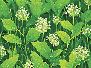 What is Buckwheat Tea?