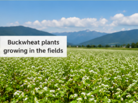 Tartary Buckwheat vs Common Buckwheat: What’s the Difference?